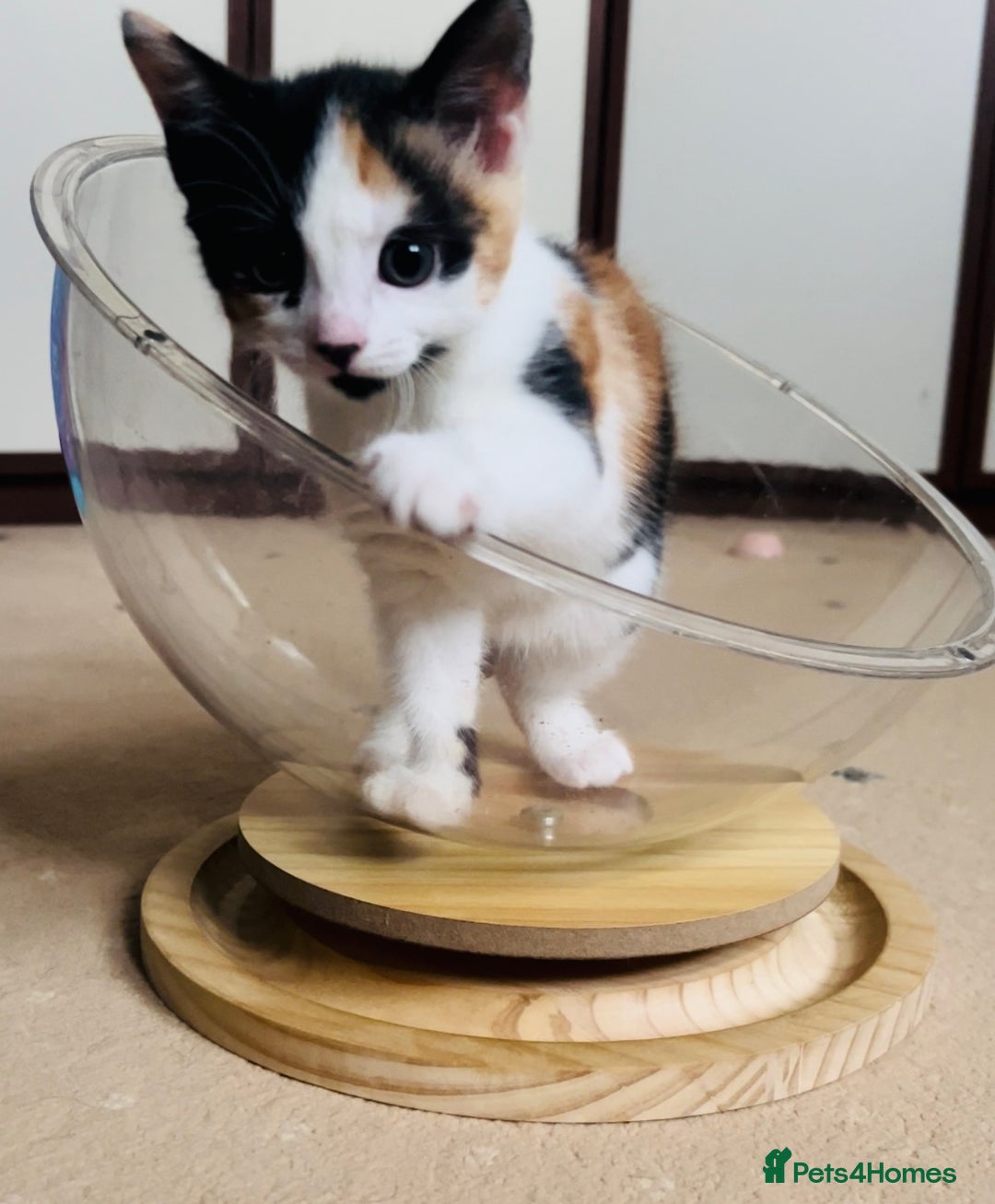 Domestic Shorthair cats for sale: 6 playful kittens for rehoming - Image 5
