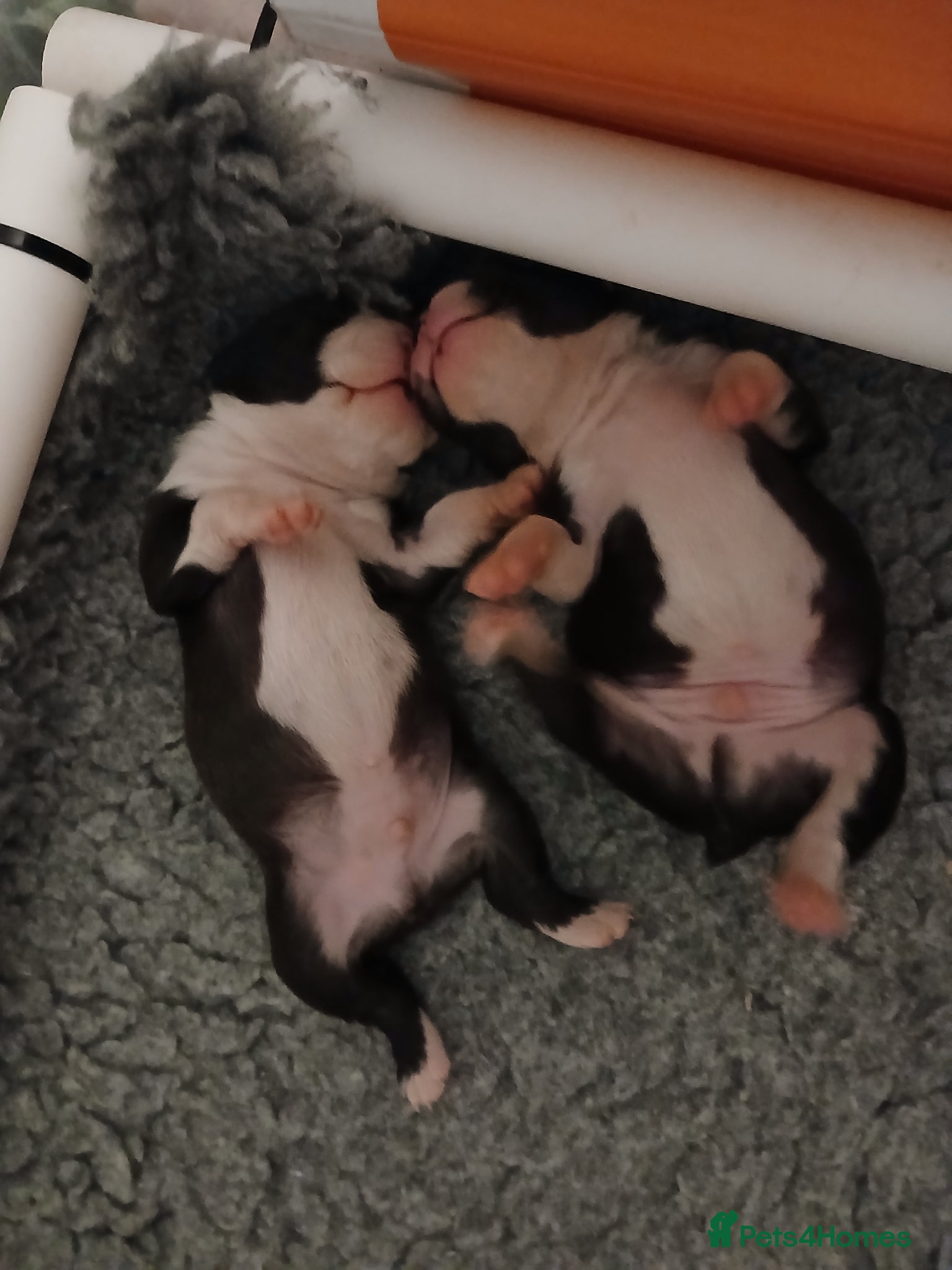 Boston Terrier dogs for sale: Boston Terrier puppies JHC4 hereditary free - Advert 4