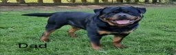 Rottweiler dogs for sale: KC registered Health Tested Puppies  - Advert 12
