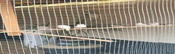 Mixed Breed birds for sale: Budgies.dimond doves.zebra Finches .canary jarva s in Downham Market - Advert 4