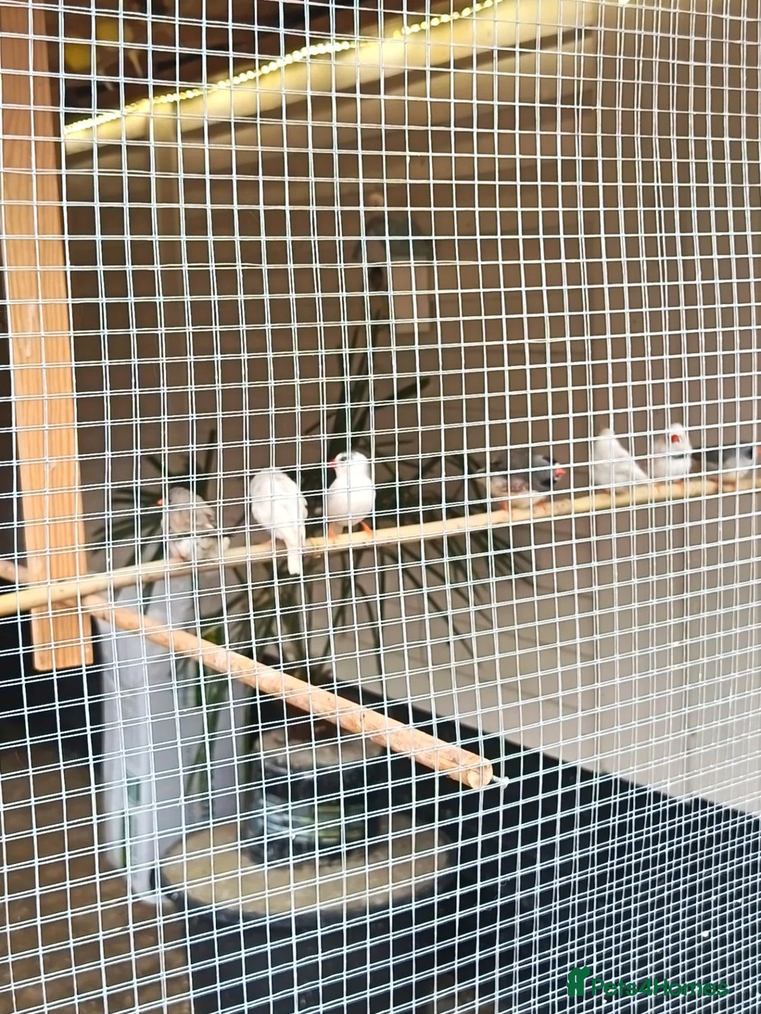 Mixed Breed birds for sale: Budgies.dimond doves.zebra Finches .canary jarva s in Downham Market - Advert 4