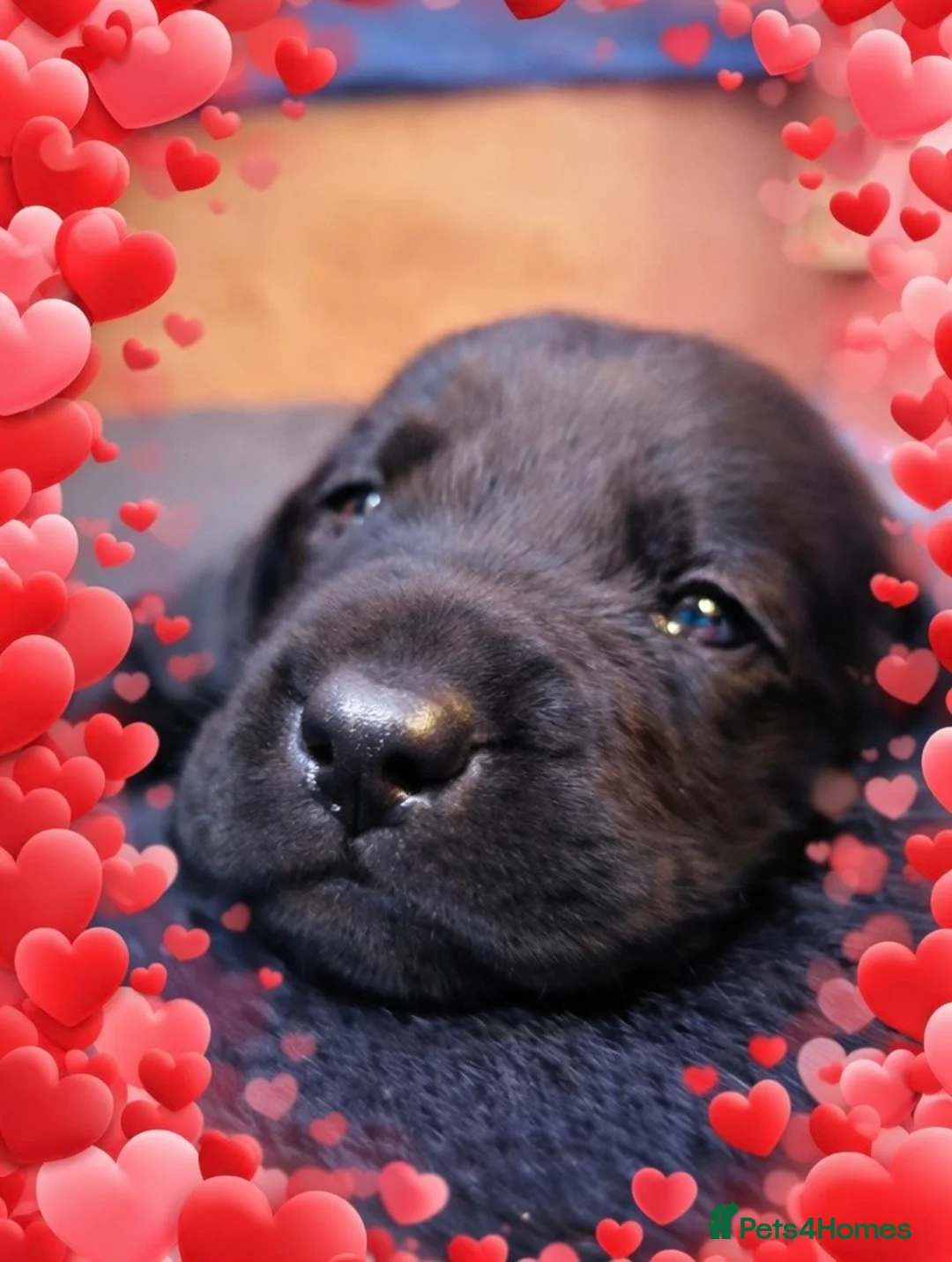 Labrador Retriever dogs for sale: Black Labrador male pup - Advert 6