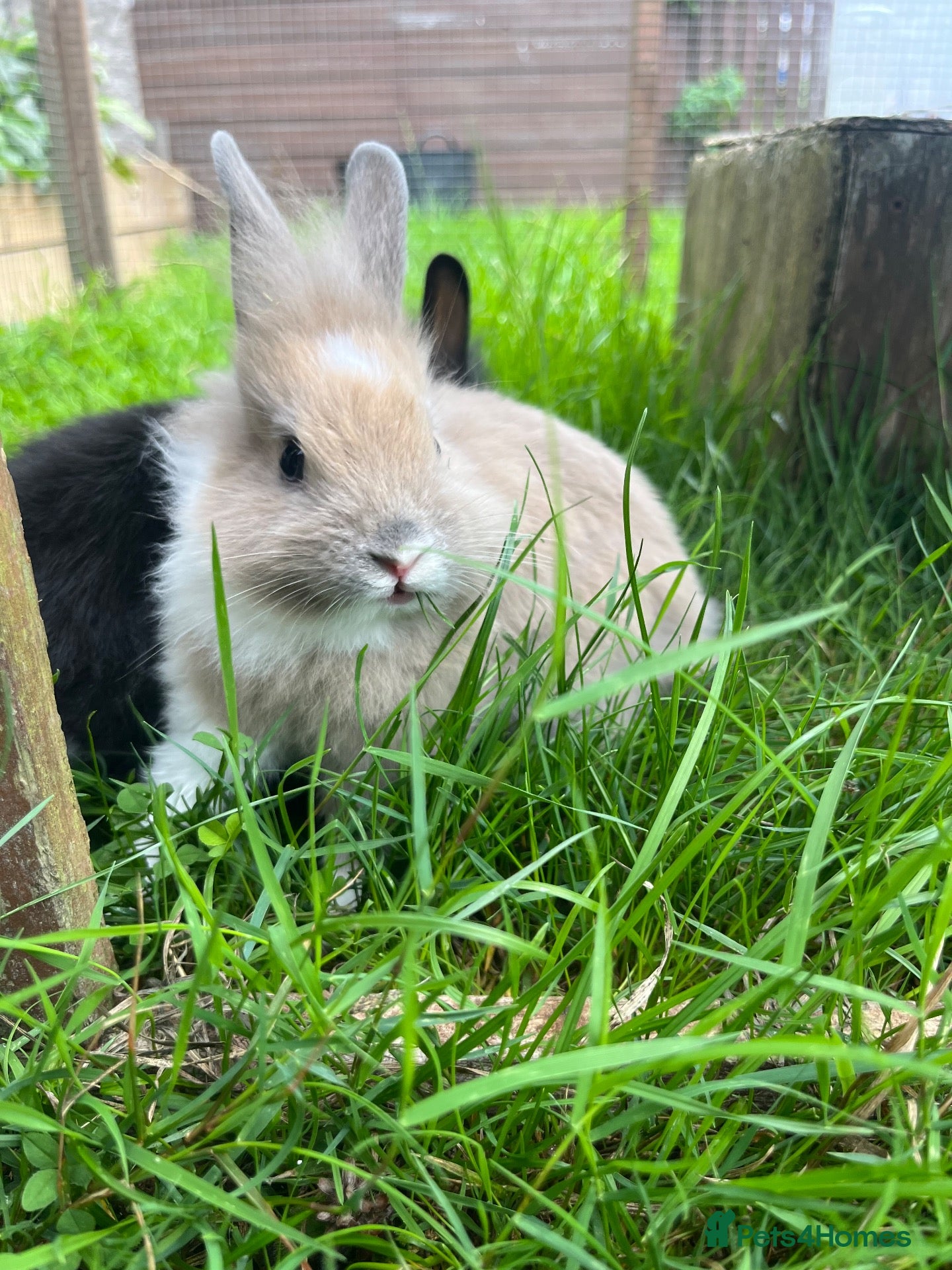Lionhead rabbits Adorable dwarf/lionhead baby rabbits - Advert 4