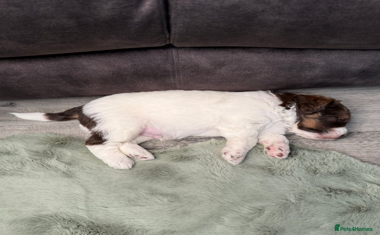 Bernedoodle dogs - Advert 14