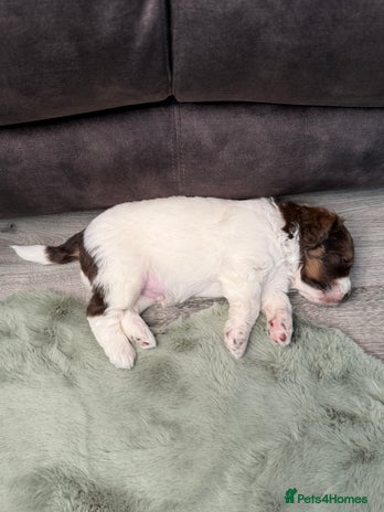 Bernedoodle dogs - Advert 3