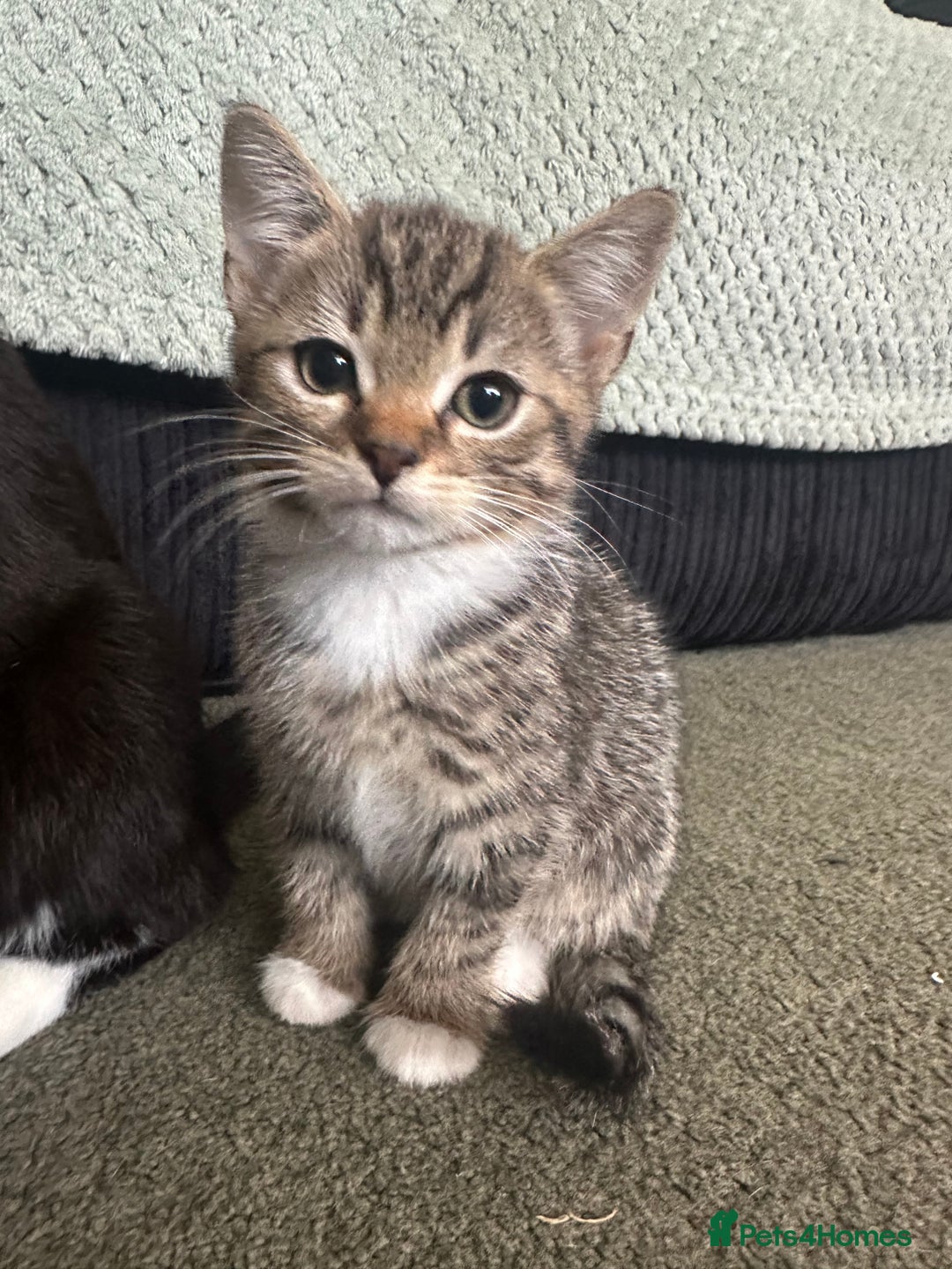 British Shorthair cats for sale: Male tabby kittens - Image 2