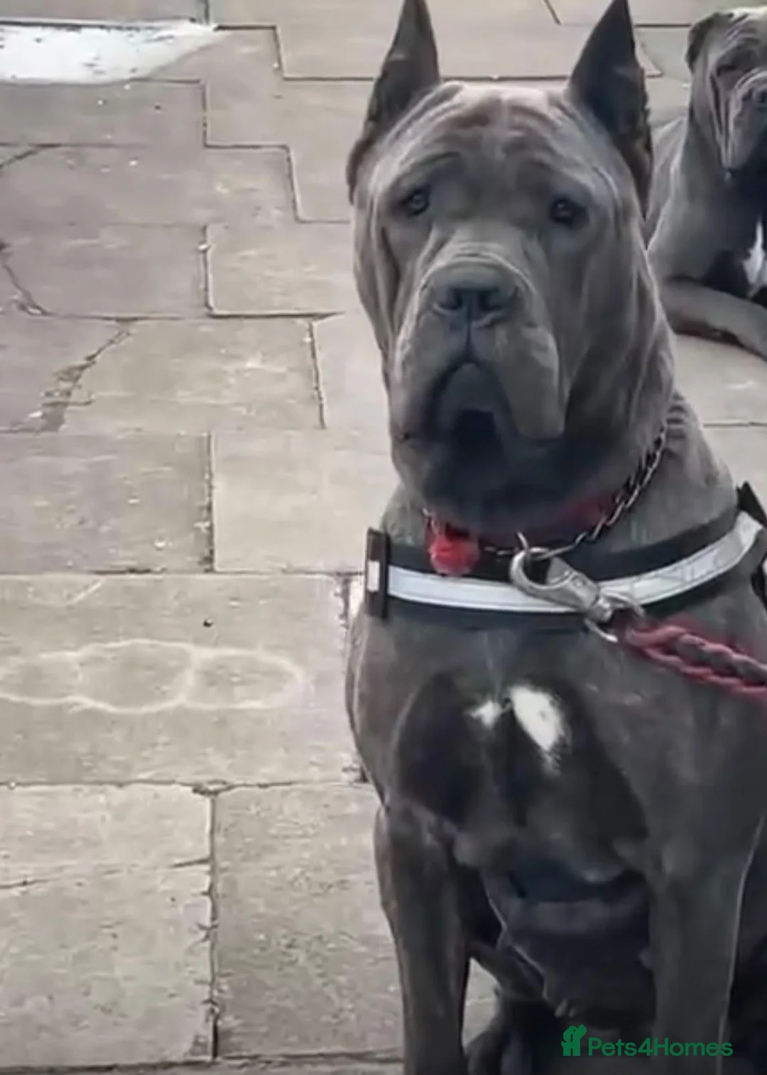 Cane Corso dogs for sale: Pure Cane Corso Female For Sale  - Advert 3