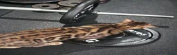 Bengal cats for sale: 1yr old male cat needing new home  - Advert 5