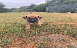 Belgian Shepherd Dog dogs for sale: Stunning Dutch Herder x Alano Español Pups  - Image 19