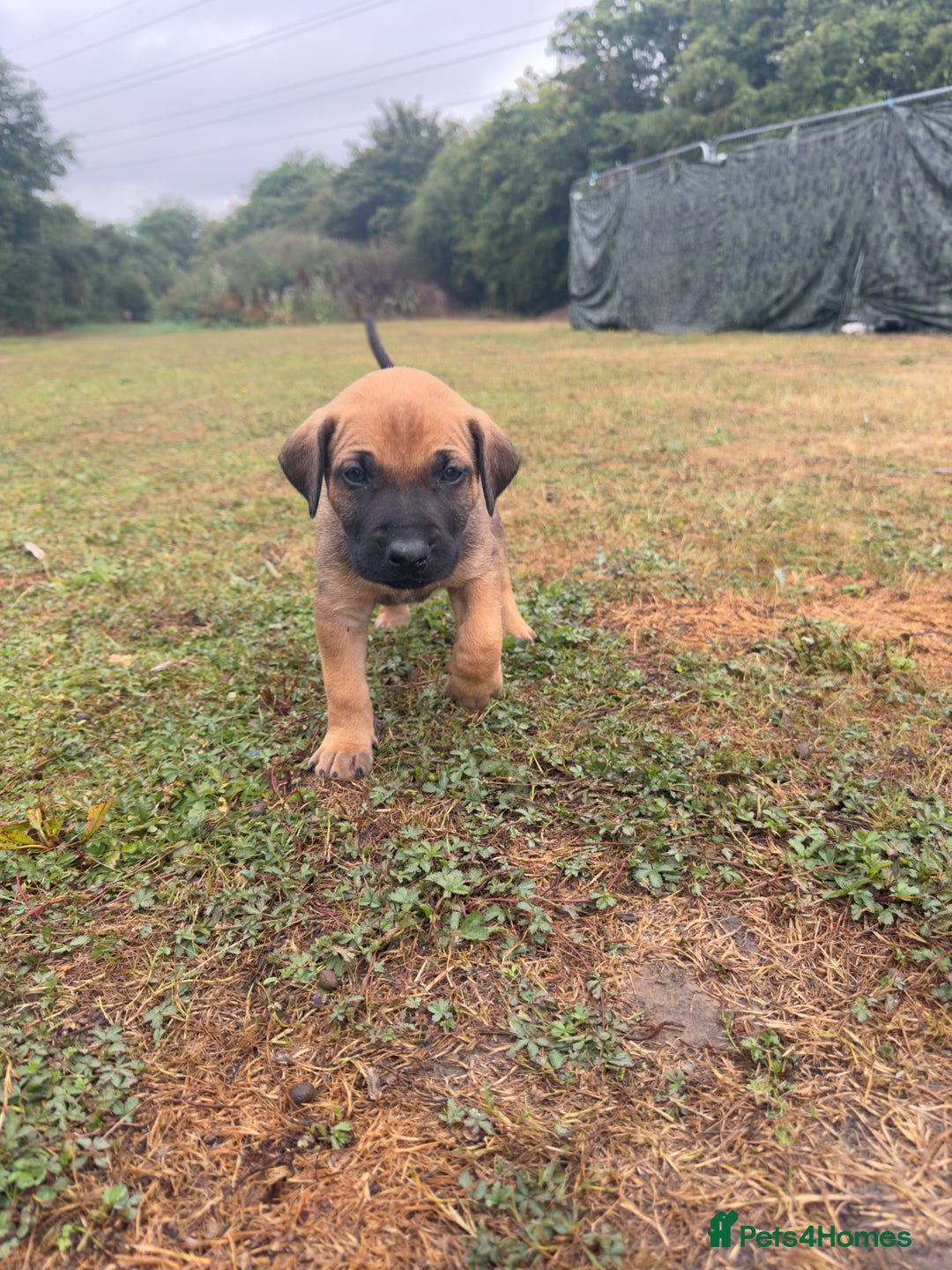 Belgian Shepherd Dog dogs for sale: Stunning Dutch Herder x Alano Español Pups  - Image 19
