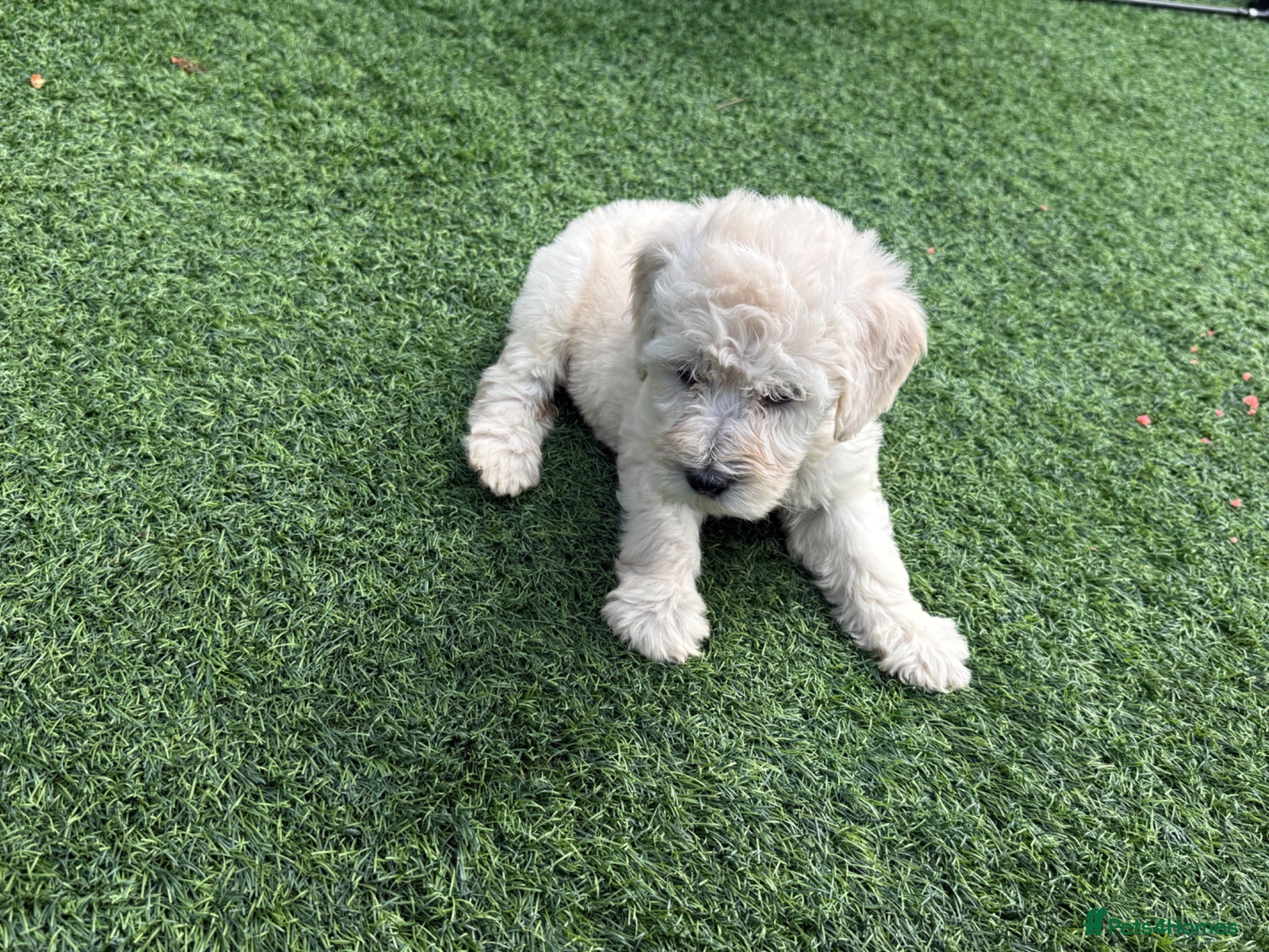 Goldendoodle dogs Goldendoodle puppies for sale ready to leave  - Advert 1