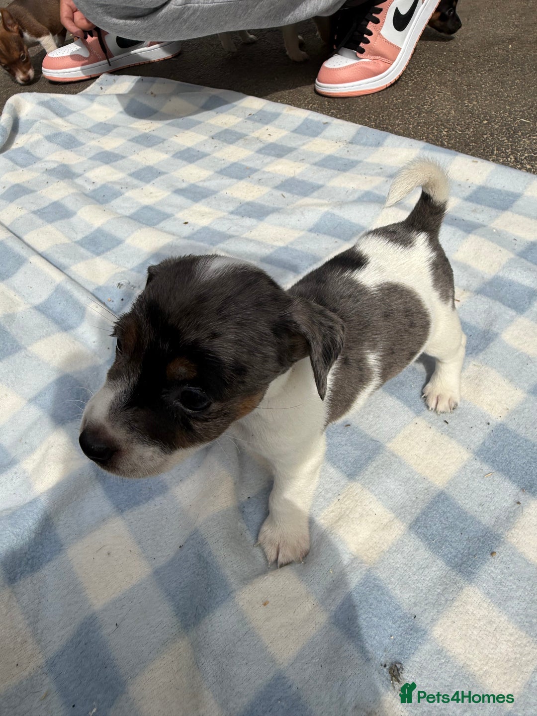 Jack Russell dogs for sale: Jack Russel Puppies For Sale  - Image 3