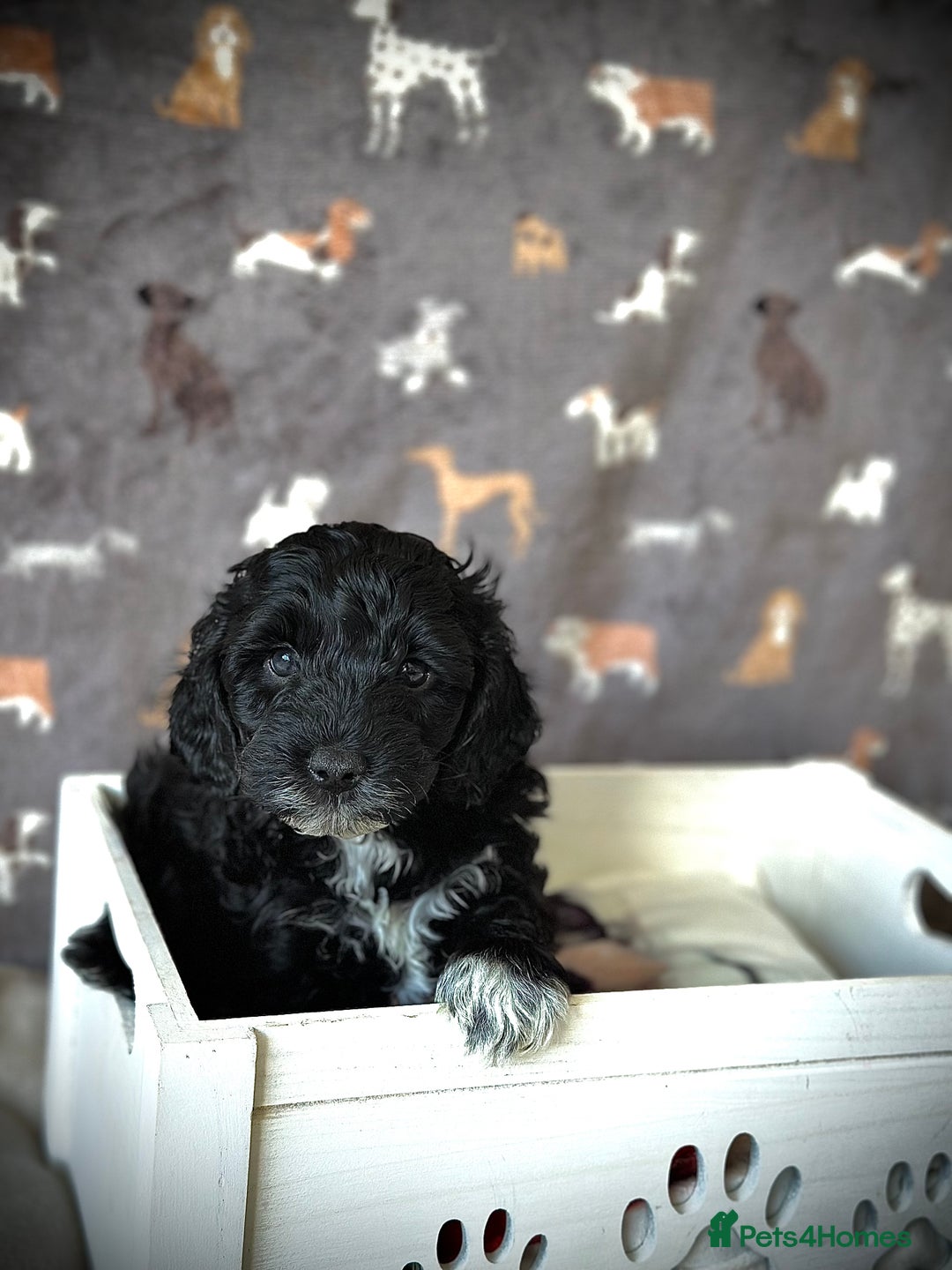 Cavachon dogs for sale: Cavapoochon pups for sale - Advert 7