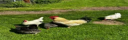Chickens poultry for sale: Flock of 5 in Hereford - Advert 2