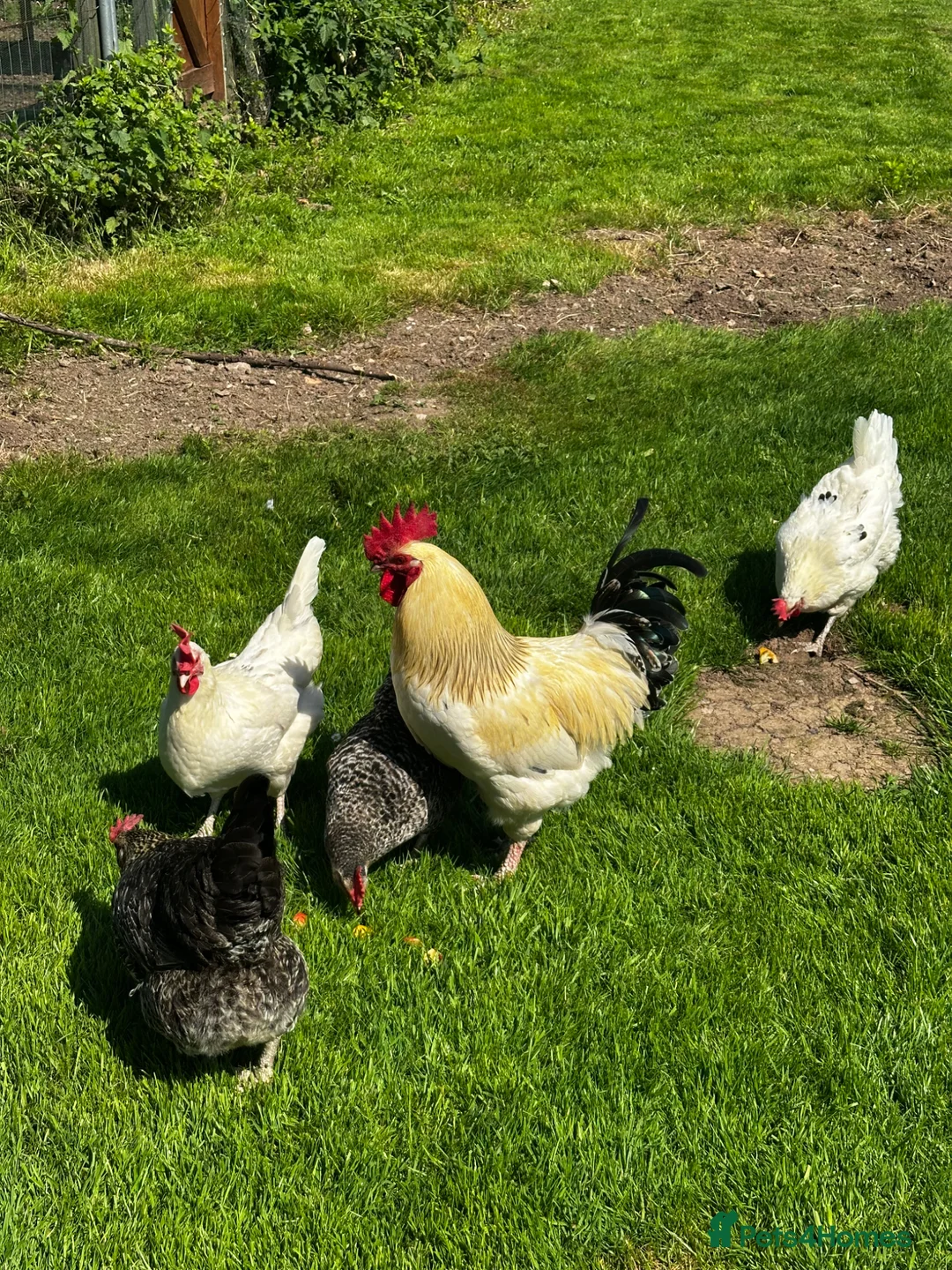 Chickens poultry for sale: Flock of 5 in Hereford - Advert 2