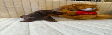 Miniature Dachshund 6