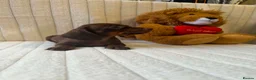 Miniature Dachshund dogs for sale: Miniature dachshund - Advert 10