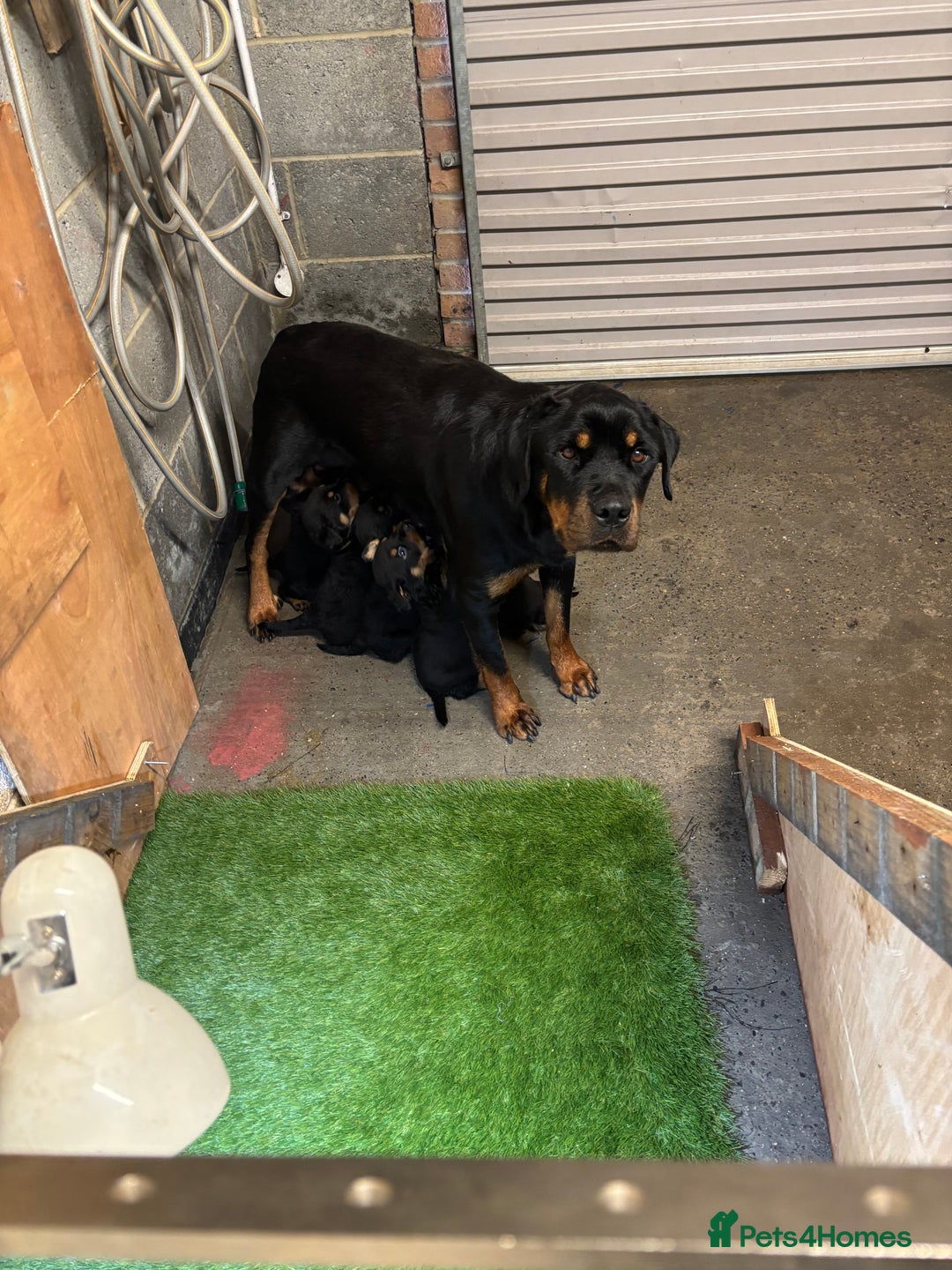 Rottweiler dogs for sale: Rotty/rottweiler puppies - Image 13