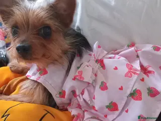 Chorkie dogs Beautiful cholkie girl - Advert 11