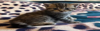 British Shorthair 5