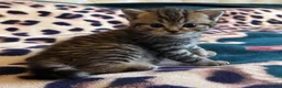 British Shorthair cats for sale: Champion blood line BSH kittens for sale - Advert 16