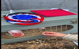 Ferret rodents for sale: Amazing Albino Ferret Kits - Image 6