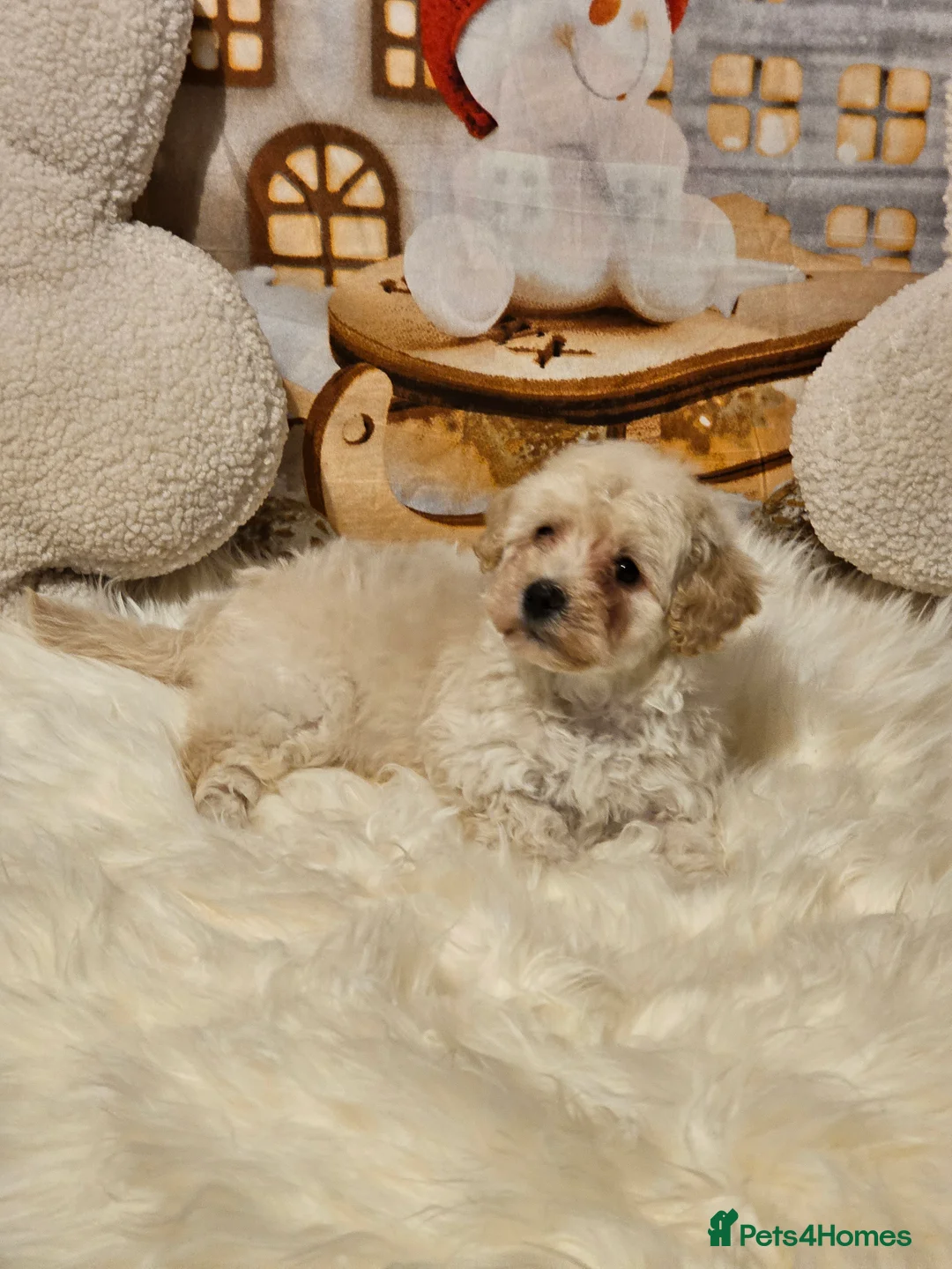 Maltipoo dogs for sale: 🐶 Beautiful Apricot Maltipoo Puppies for Sale 🐶 - Advert 26
