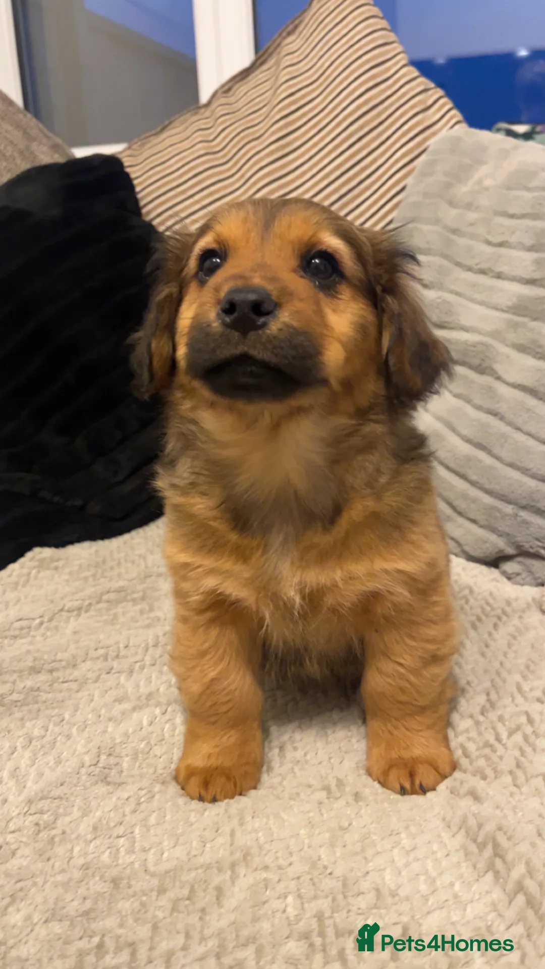 Mixed Breed dogs for sale: 5 Gorgeous chow x cocker girls - Advert 2
