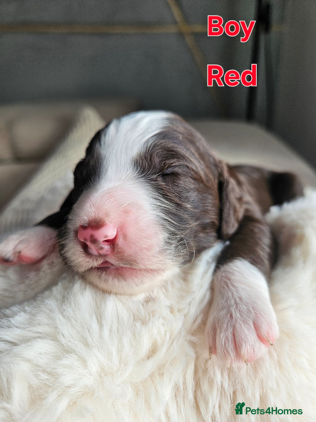 Goldendoodle dogs for sale: Gorgeous Healthy Goldendoodle Puppies - Image 11