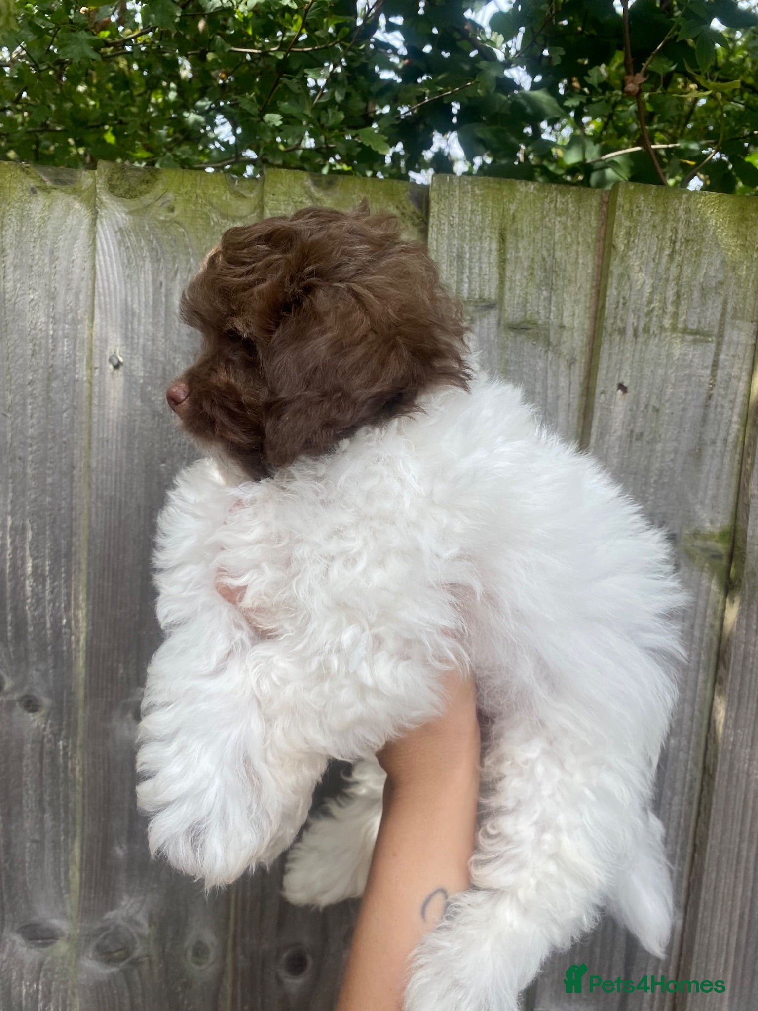 Shihpoo dogs Imperial toy Shih poo puppies  - Advert 2