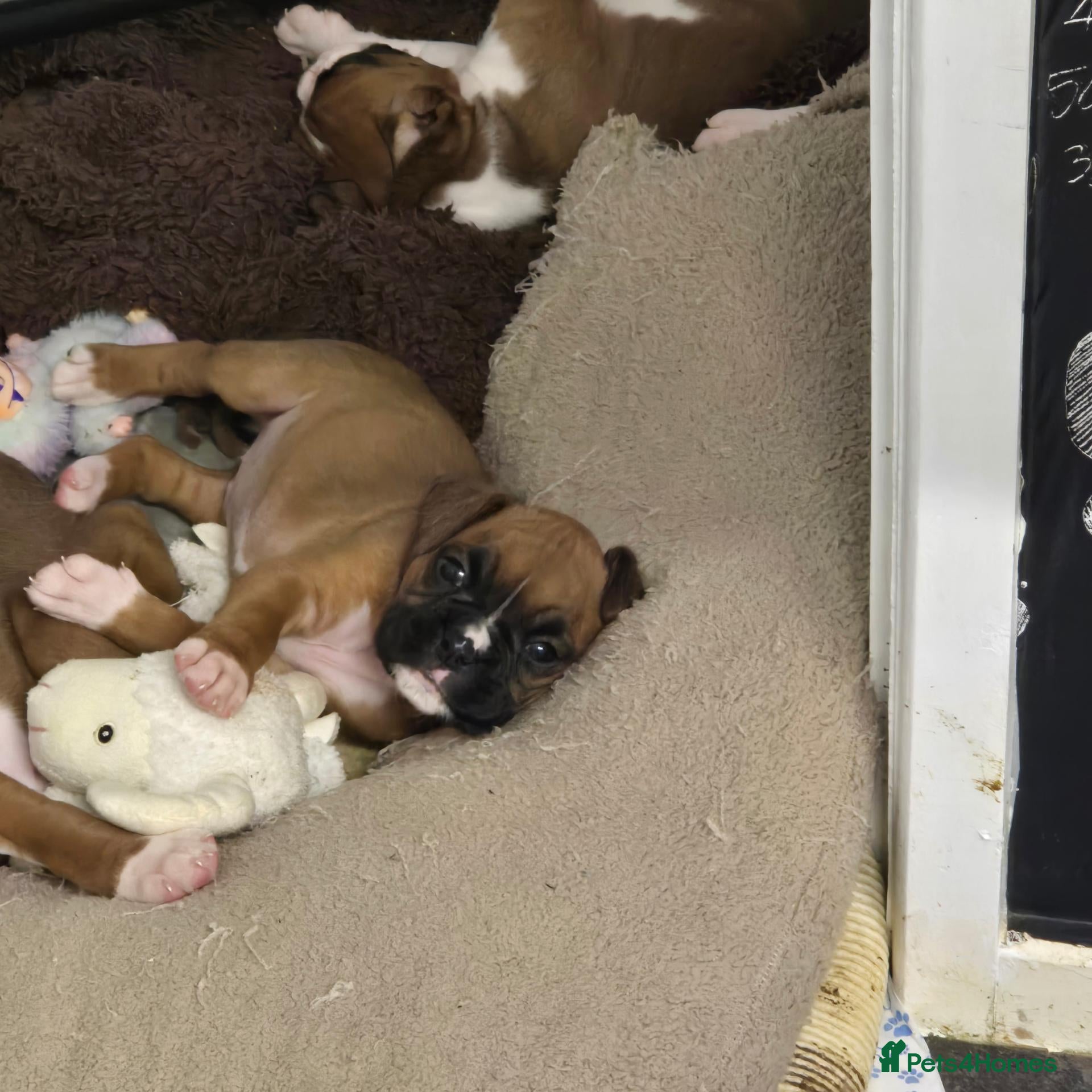 Boxer dogs BEAUTIFUL BOXER PUPPIES FOR SALE LAST 2 FEMALE  - Advert 18