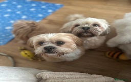 Lhasa Apso dogs for sale: Full Pedigree KC REG LHASA APSO PUPPIES !!! - Image 10