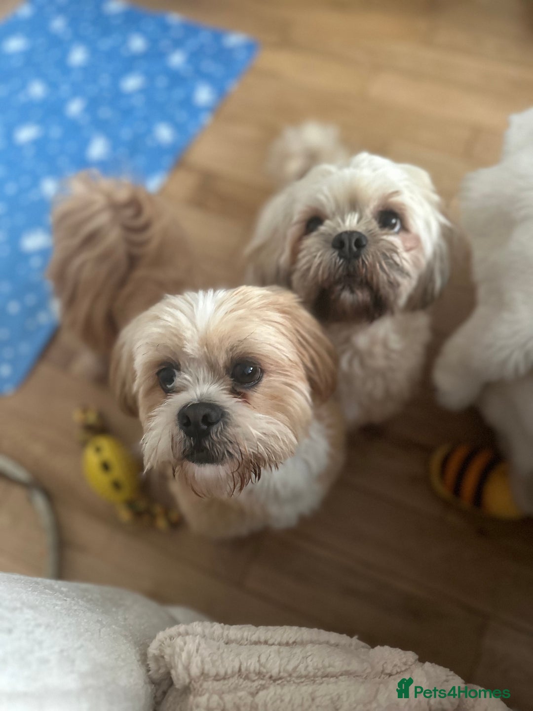 Lhasa Apso dogs for sale: Full Pedigree KC REG LHASA APSO PUPPIES !!! - Image 10