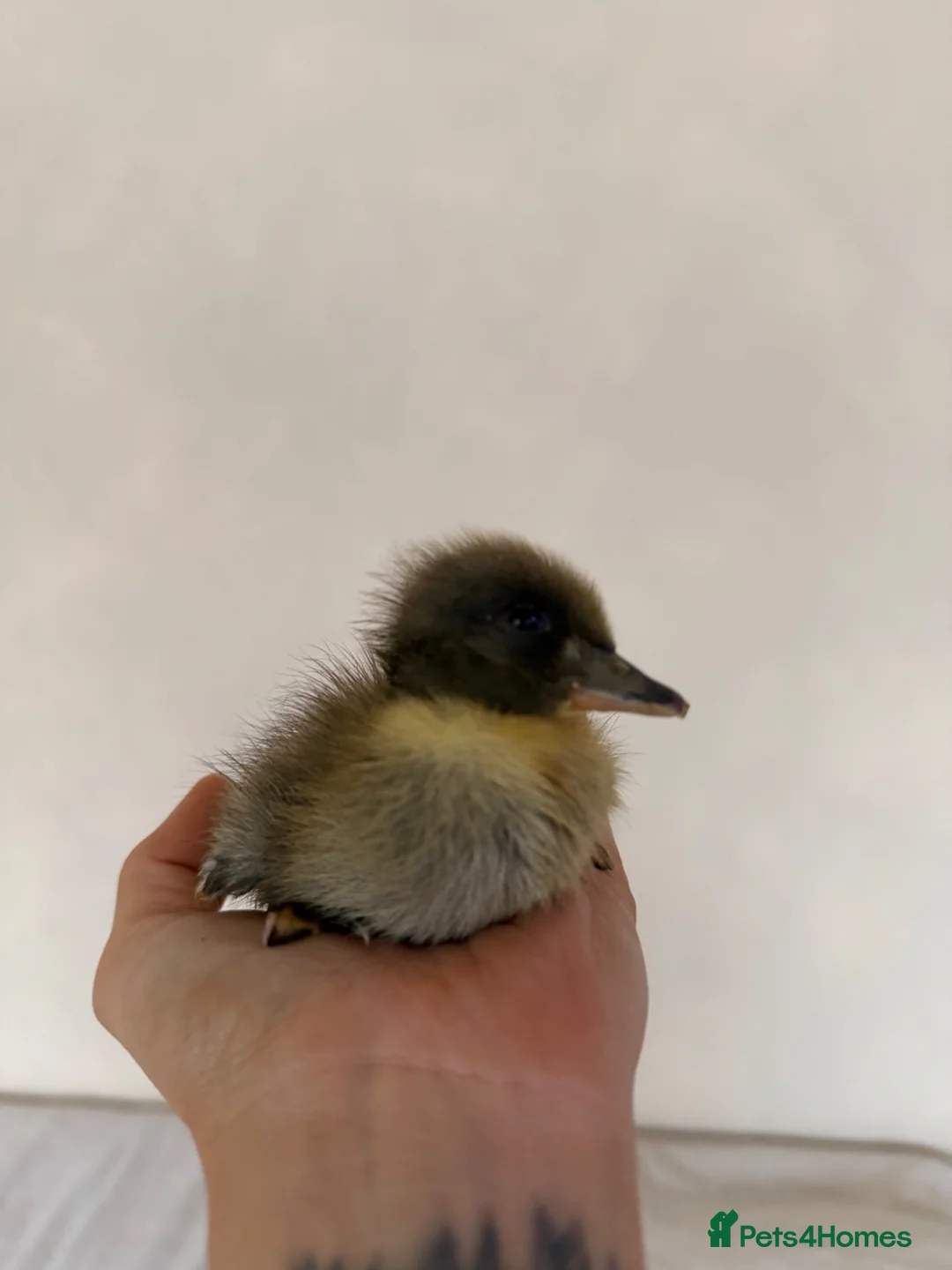 Ducks poultry for sale: Day old runner ducklings  - Advert 6