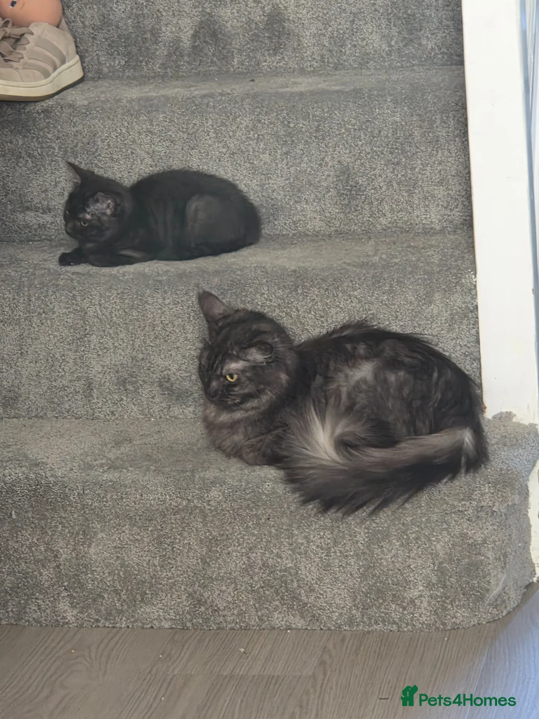 Mixed Breed cats for sale: 2 gorgeous female kittens - Advert 2