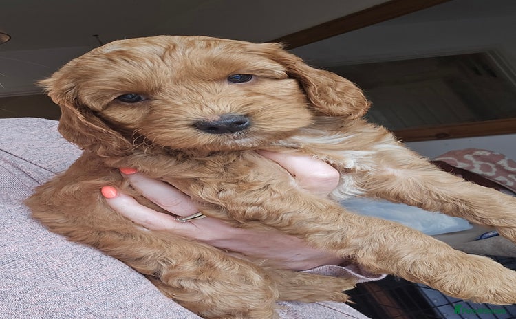 Cockapoo dogs - Advert 2
