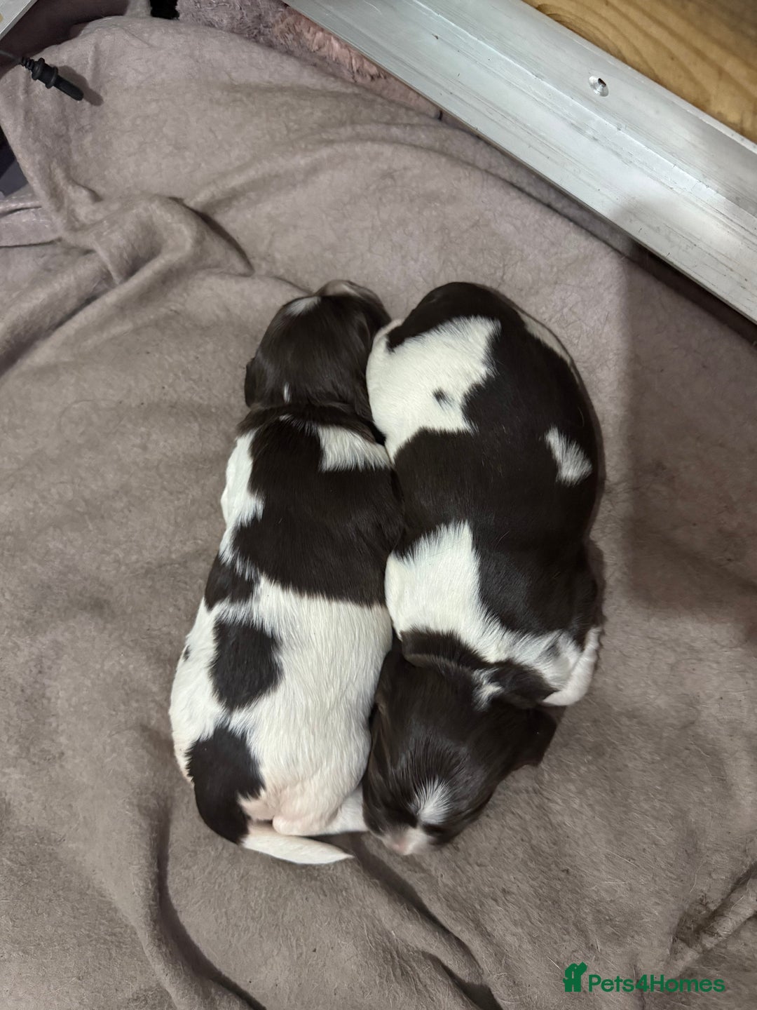 English Springer Spaniel dogs for sale: English Springer Spaniel Puppies - Advert 11