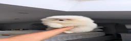 Pomeranian dogs for sale: SHOW QUALITY KOREAN WHITE POMERANIAN PUPPIES  - Advert 11