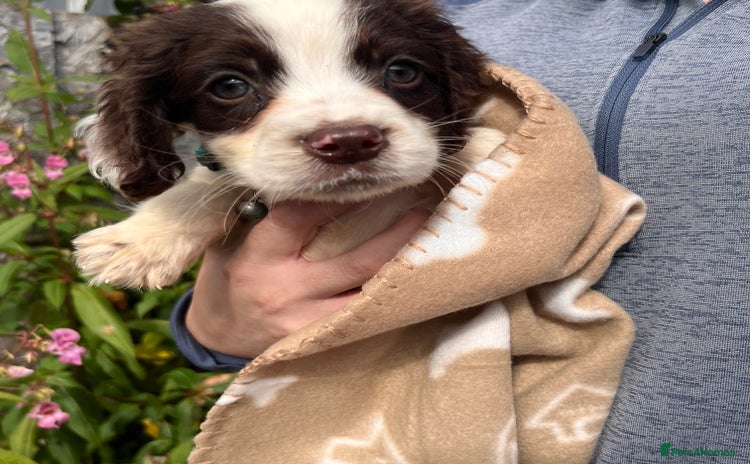 Cocker Spaniel dogs - Advert 4
