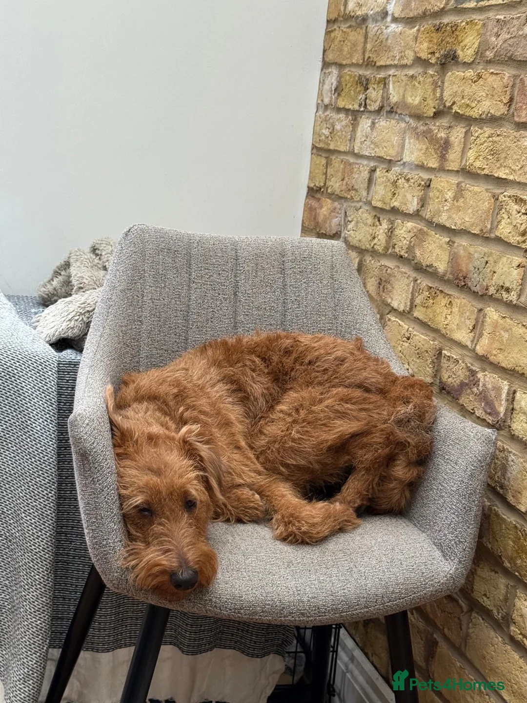 Irish Terrier dogs for sale: Beautiful Irish Terrier for sale - 1.5 years old  - Advert 14