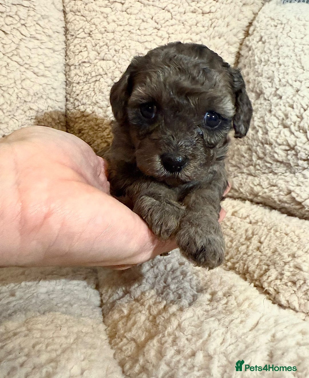 Mixed Breed dogs for sale: Gorgeous cavapoochon puppies - Advert 36