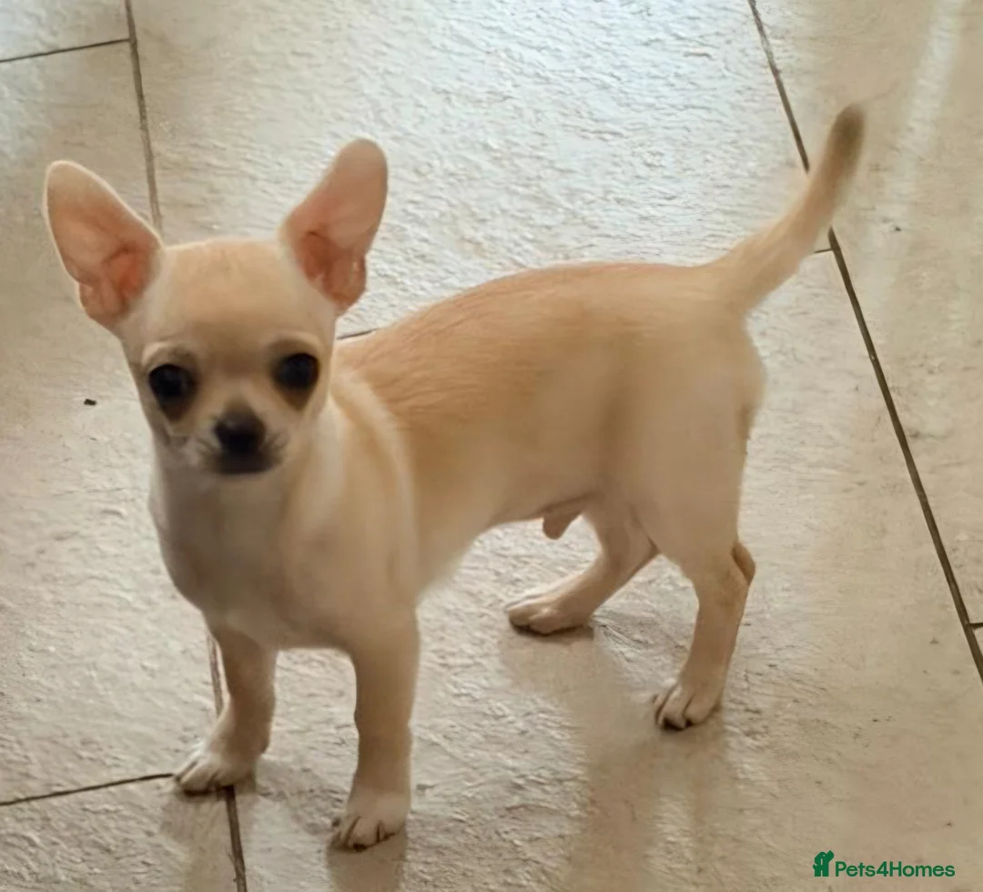 Chihuahua dogs for sale: Chihuahua smooth coat pup, male - Advert 2