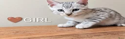 Bengal cats for sale: TICA Registered Bengal Kittens|Health Tested ❤️ - Advert 23