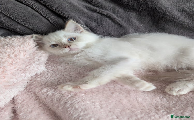 Ragdoll cats - Advert 10
