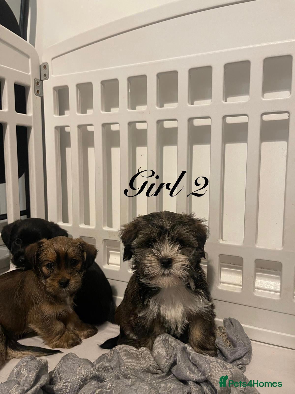 Shorkie dogs shih Tzu X Yorkshire terrier puppies ready  - Advert 2