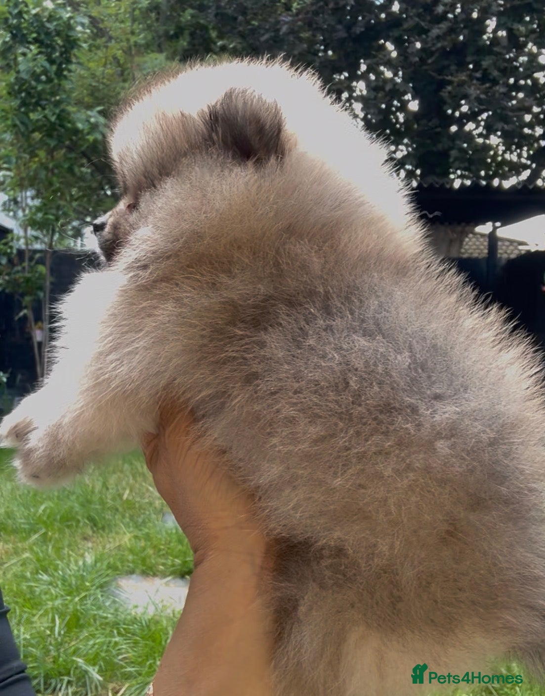 Pomeranian dogs 1 beautiful puppies Pomeranian left - Advert 14