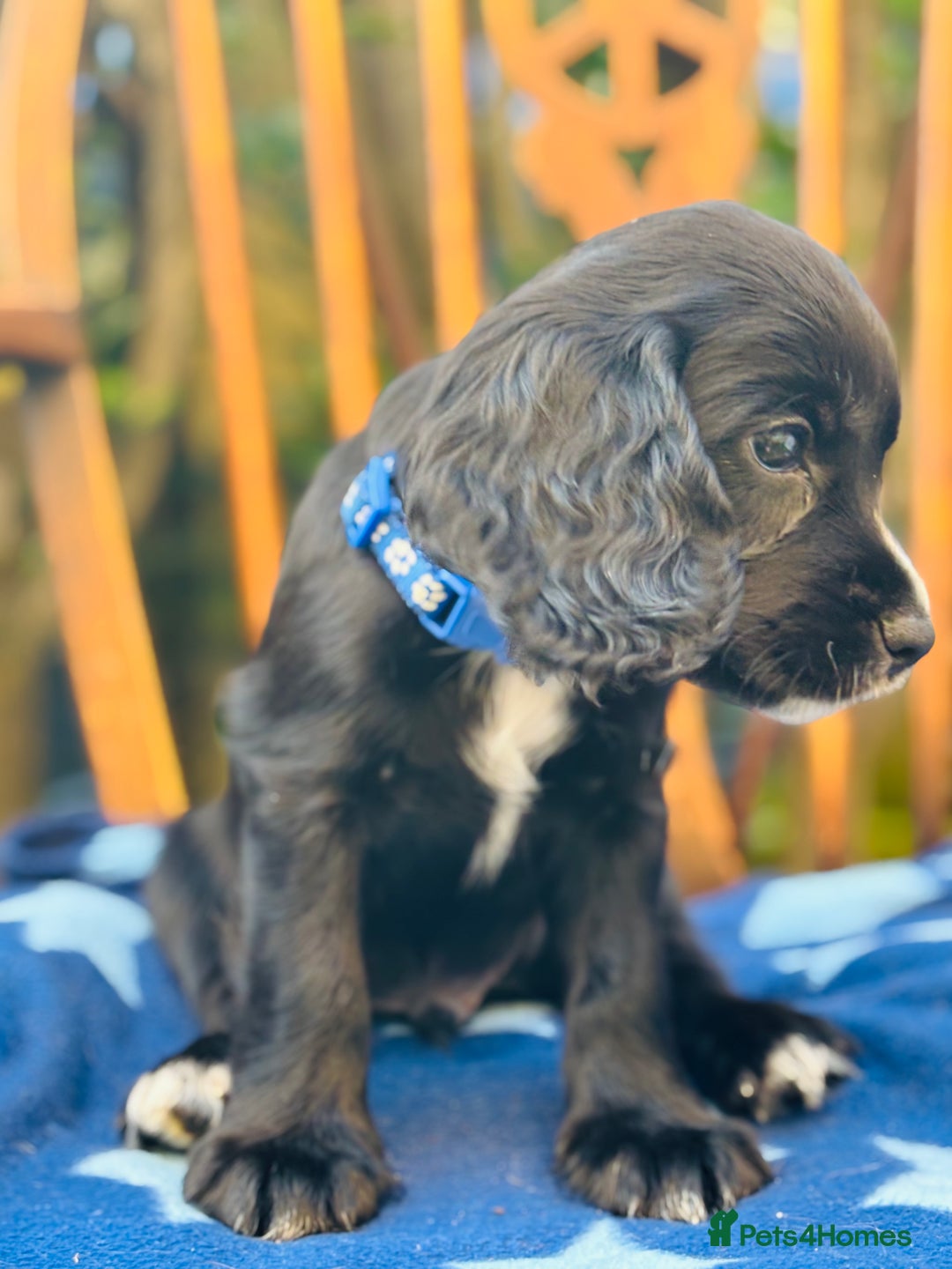 Cocker Spaniel dogs for sale: KC working cocker spaniel puppies - Image 11
