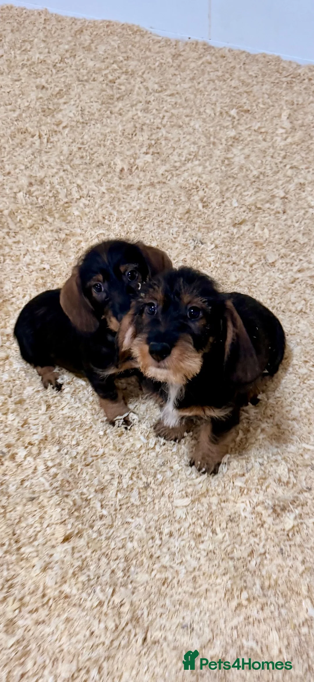Dachshund dogs for sale: Wire Haired Dachshund Puppies - Advert 2