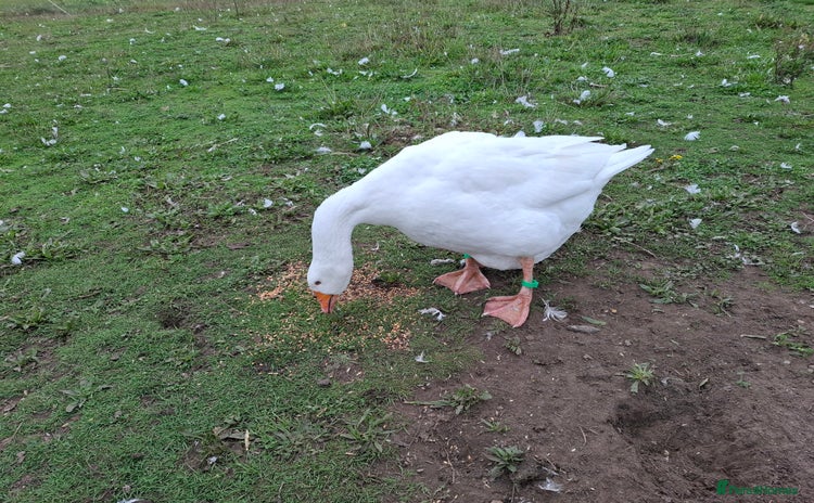 Geese poultry - Advert 1