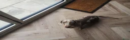 Dachshund dogs for sale: Pedigree miniature dachshund  - Advert 4